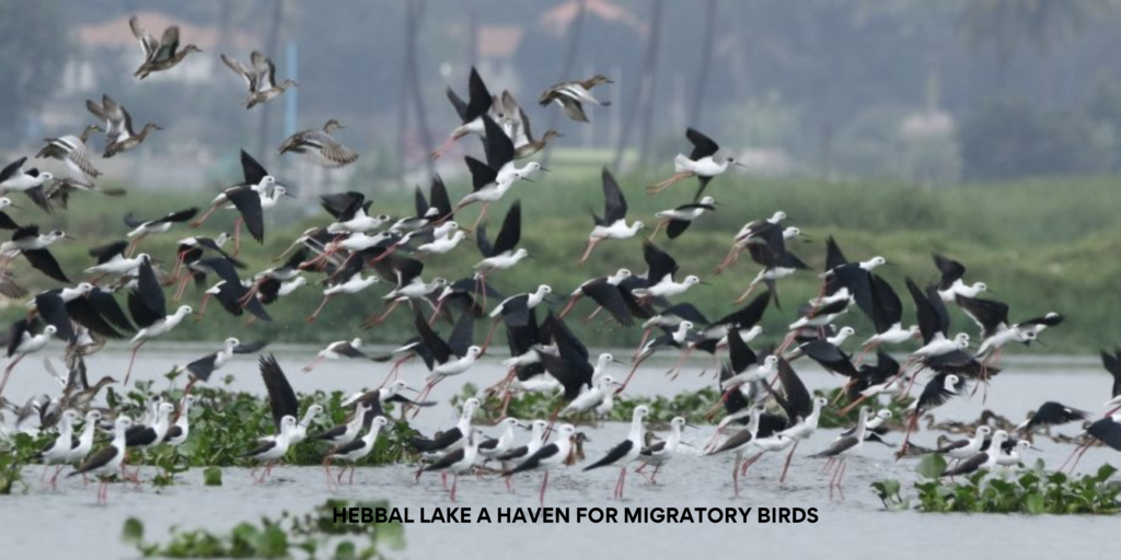 A serene lake in Bengaluru reflects the city's skyline, once vibrant with migratory birds, now struggling for survival.