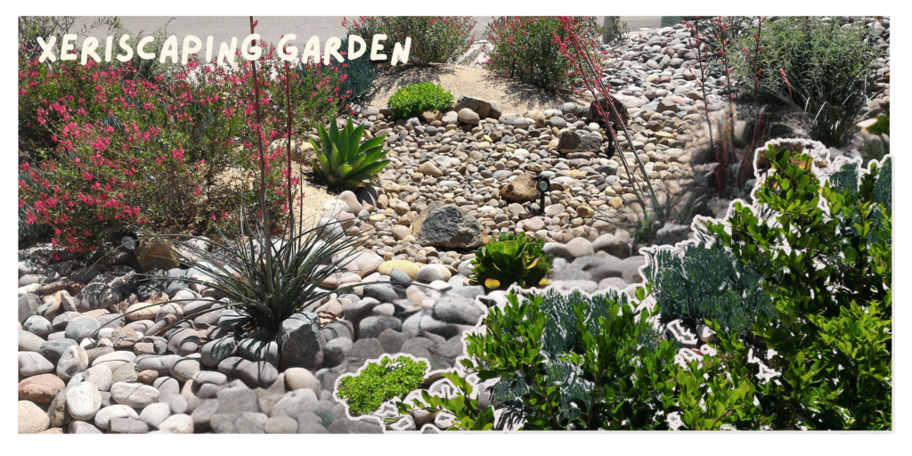 A vibrant xeriscaping garden with a variety of drought-tolerant plants, enhancing the landscape while conserving water resources.