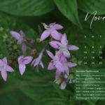 November 2024 calendar