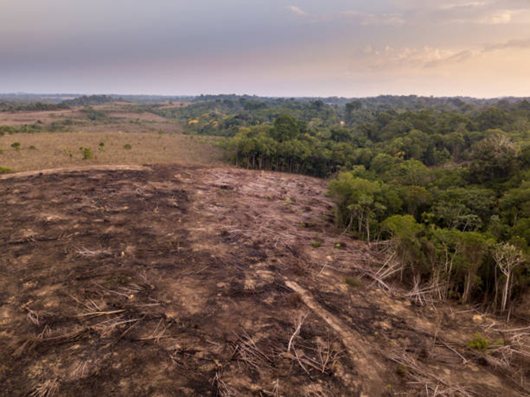 Image of degraded biodiversity