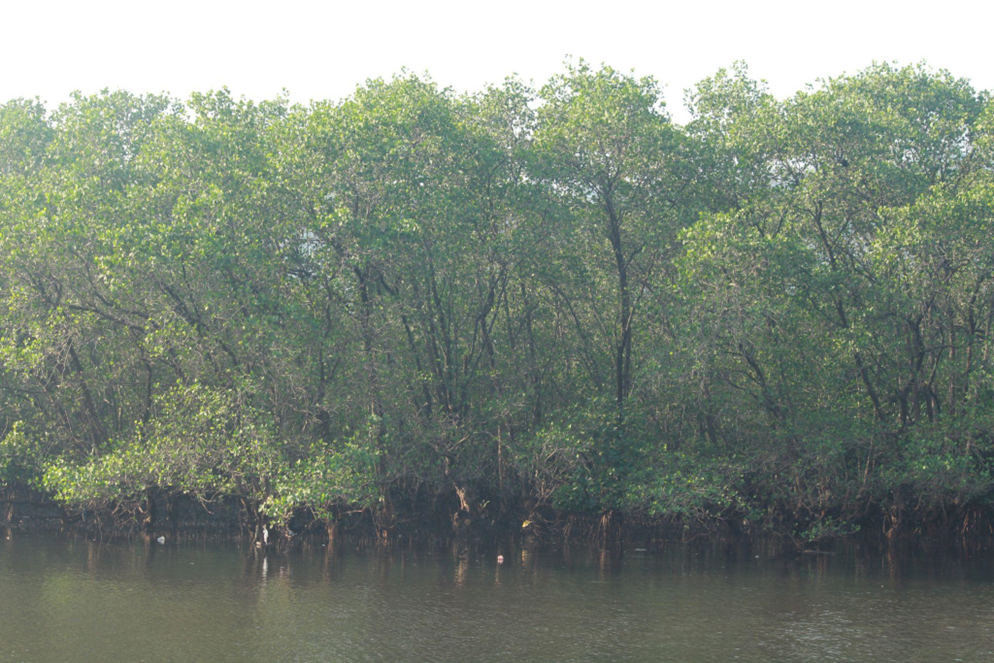 Wetlands and mangroves protect coastal communities from disasters, absorbing floodwater and reducing storm surge impact significantly.