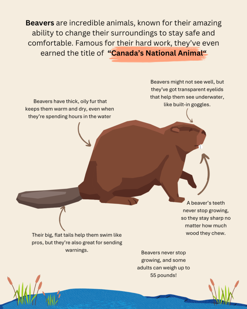 Beavers Infographic Image